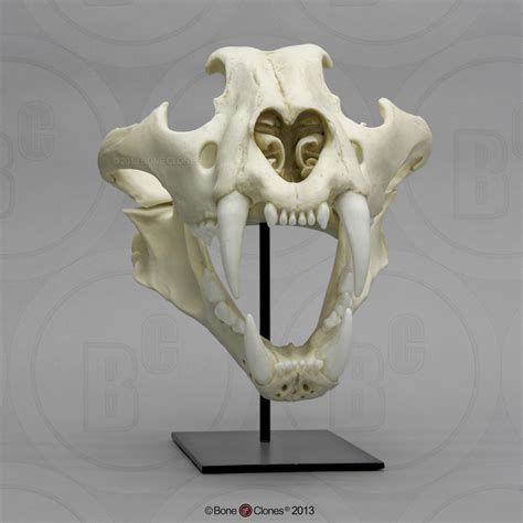 Siberian Tiger Skull Male Bone Clones Inc Osteological Reproductions