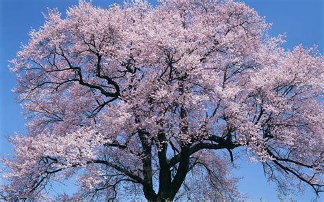 Tree Flowers Sky Wallpaper Hd Nature 4k Wallpapers Images And