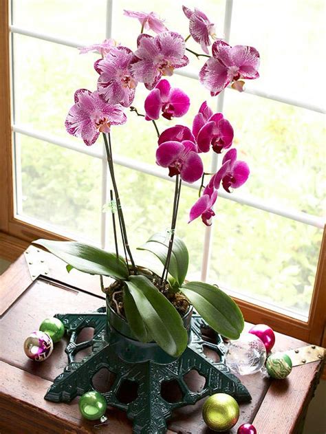 Tips For Growing Orchids Indoor Rustic Decor Living