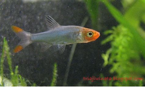Berbagai jenis ikan hias air tawar tentu saja akan menarik perhatian dan memanjakan mata kita. Jenis Jenis Ikan Hias Air Tawar Aquascape Paling Lengkap ...
