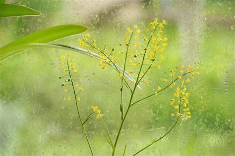 Window Rain Water Drops Glass Flowers Summer Day Stock Photo Image Of