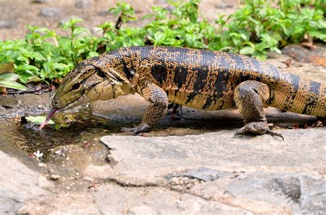 The giant tegu is also known as the argentine black and white tegu. Gold Tegu Facts, Size, Habitat, Lifespan, Diet, with Pictures