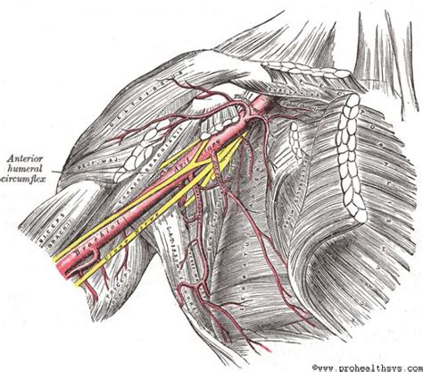 Professional Health Systems The Axillary Artery Its Branches And Tips