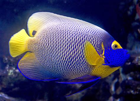 Blueface Angelfish 8 Stock Photo Image Of Water Nature