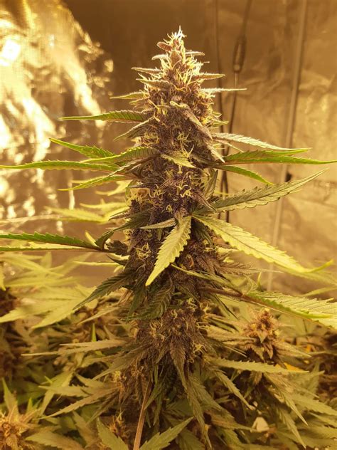 Purple Kush Cbd 11 Auto Feminised Cannabis Seeds Seedsman