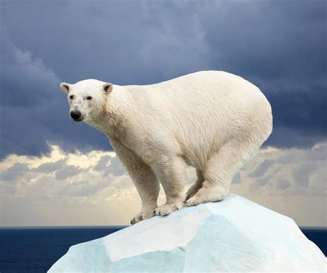 Interesting Facts About Polar Bears Viewkick