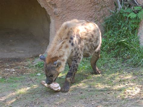 The Online Zoo Spotted Hyena