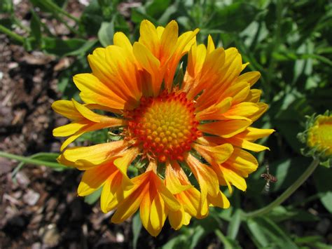 Gaillardia Fruits And Vegetables