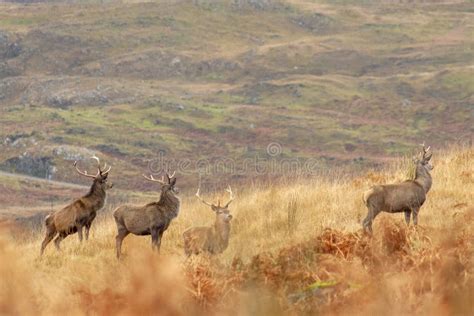 Red Deer Stags In The Highlands Stock Image Image Of Nature Cervus