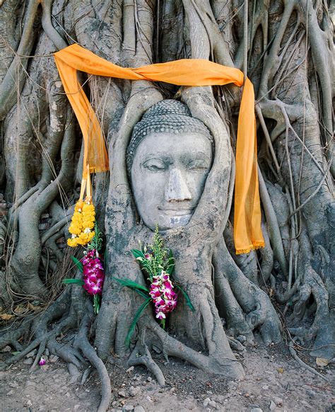 Buddha Head In Fig Tree Roots Ayutthaya Thailand By Stocksy