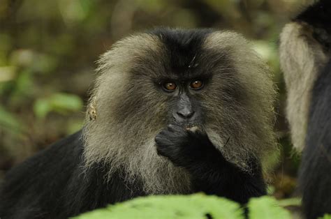 Hd Wallpaper Lion Tailed Macaque Western Ghats Nature Monkey