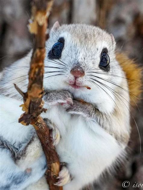 The Siberian Flying Squirrel Pteromys Volans Is A Species Of Flying
