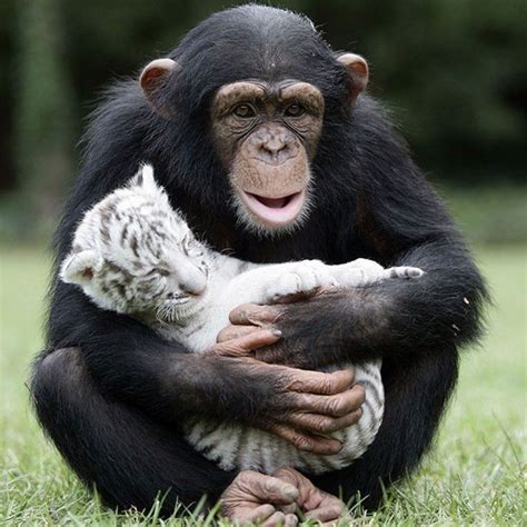 Chimp And White Tiger Cubs 10001000 Animals And Pets Baby Animals