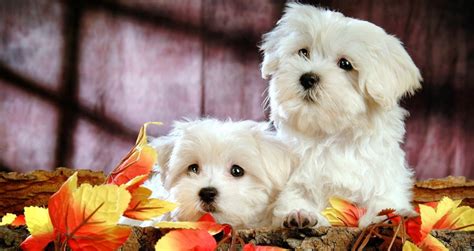 Bichon Frise Dog Breed Information Pictures And Videos