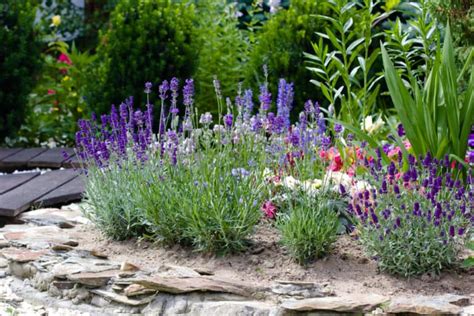 How To Plant Lavender In Your Garden Tricks To Care