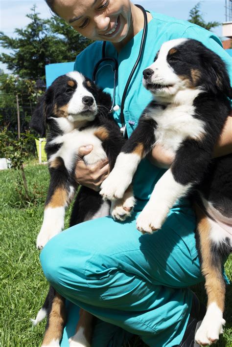 Animal Shelter Appreciation Week 7 Ways Shelters Help Pets Dogtime