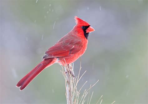 Red Bellied Woodpecker Philip Schwarz Photography Blog