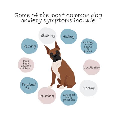 Is Drooling A Sign Of Anxiety In Dogs