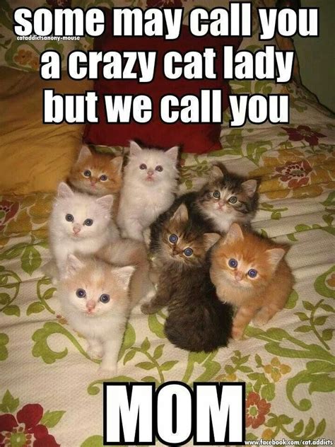 Pin By Amanda Burgin On Meme Crazy Cats Funny Animals Kittens Cutest