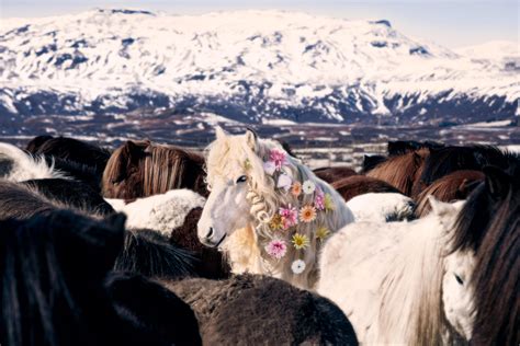 Gray Malin Brings A Whimsical Look To Icelandic Horses Horse Nation