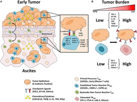 Frontiers Resident Memory Like Tumor Infiltrating Lymphocytes Tilrm