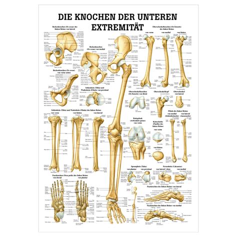 Wall Chart The Bones Of The Upper Limb Lxw 100x70 Cm Buy Online