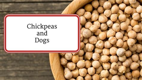 From its taste to crispiness, many people enjoy eating pork rinds, and you probably do too. Are Chickpeas Safe For Dogs? Can Dogs Eat Garbanzo Beans?