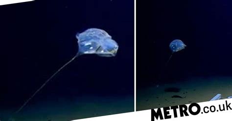 Mysterious Jellyfish Like Blob Beast Discovered In Deepest Point Of The