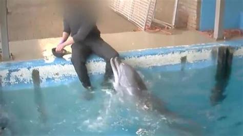 Sex Act On Dolphin Shocking Video From Dolphinarium In Netherlands
