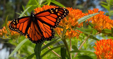 15 Of The Best Types Of Milkweed For Monarch Butterflies Gardeners Path