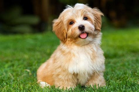 We did not find results for: Havanese dog price range. Havanese puppies for sale cost & price list