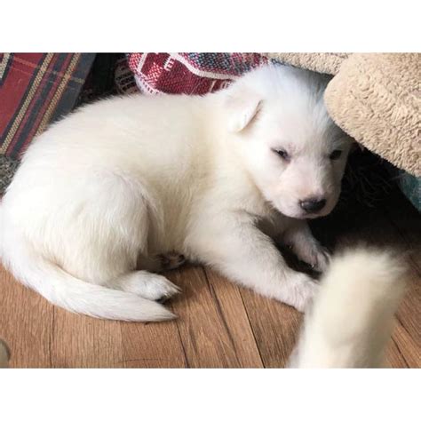 We did not find results for: Full Blooded Solid White Male German Shepherd Puppies in , Maryland - Puppies for Sale Near Me