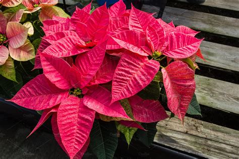 Pink Poinsettia Plant In Flower High Quality Holiday Stock Photos