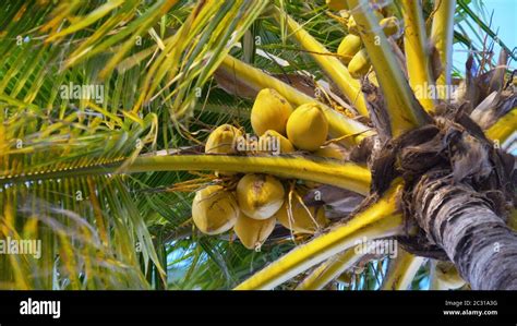 Coconut Palm Trees Bottom View Tropical Scene Stock Photo Alamy