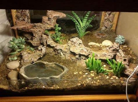 Leopard Gecko Tank Setup A Comprehensive Guide To Building The Perfect