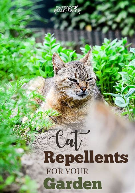 Cats using your garden as a litter box isn't just a problem for the health of your plants, but it can also make your garden unsafe for your kids or grandkids to play in too. Best Cat Repellent Plants and Natural Deterrents for Your ...