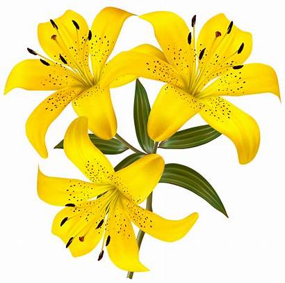 Yellow Lilies Clipart Lily Tiger Flower Lilium