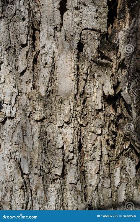 Tree Bark Or Rhytidome Texture Detail Stock Photo Image Of Silverleaf