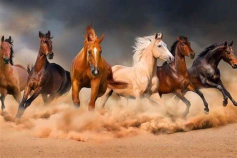 Razas De Caballo Características Y Origen Curiosfera Animales