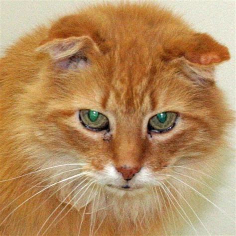 Aural hematoma, commonly called a pillow ear, is an accumulation of blood within the cartilage layers of the ear. Katzz: Cat With Bilateral Aural Hematomas