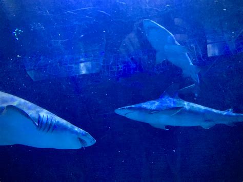Seaworld Orlando Celebrates Sharks With Week Long Celebration Orlando