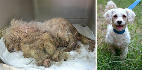 16 Before And After Pictures Of Rescued Dogs From Around The World
