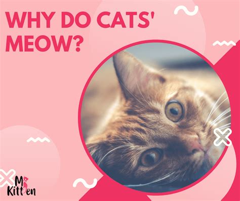 Why Do Cats Meow My Kitten