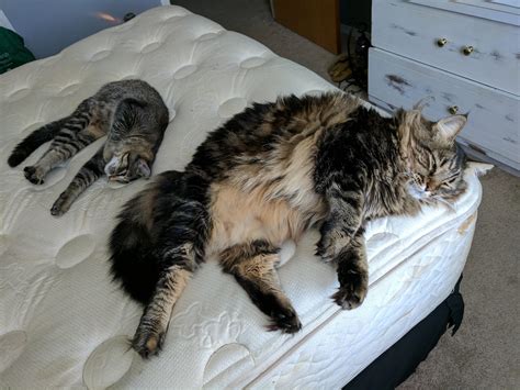 Size Comparison Of My Maine Coon To My American Shorthair Like For Real Dough