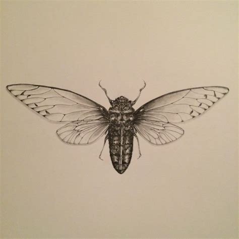 Cicada Drawing Art Print By Redmonks Society Cicada Tattoo Insect Tattoo Bug Tattoo