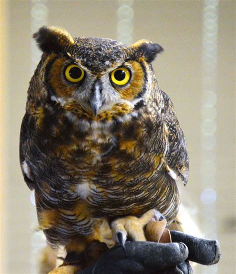 It is also known as the common barn owl, to distinguish it from the other species in its family, tytonidae, which forms one of the two main lineages of living owls. 10 Gripping Great Horned Owl Facts - Tara Wildlife