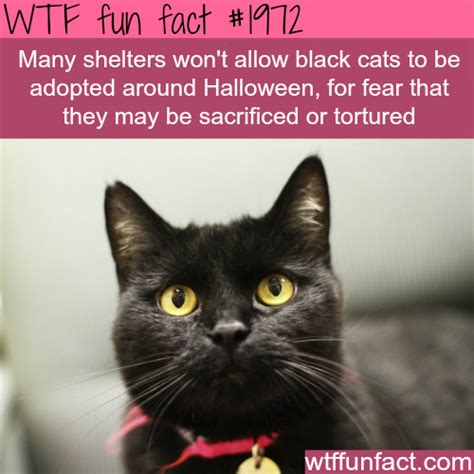 Black Cats For Halloween Fun Facts Wtf Fun Facts Cat Facts
