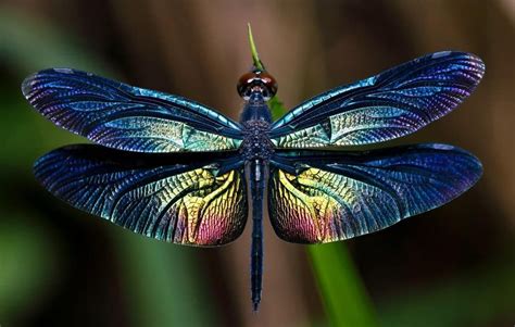 14 Different Types Of Dragonflies Dragonfly Images Types Of