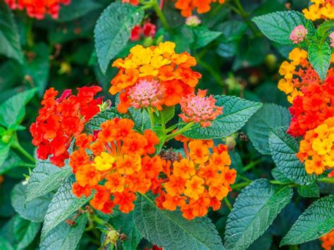 Deer resistant, repellent, deterrent, and deer proof can all be used synonymously with the topic. 13 Rabbit-Resistant Annuals | HGTV