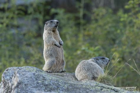 Marmota marmota | JuzaPhoto